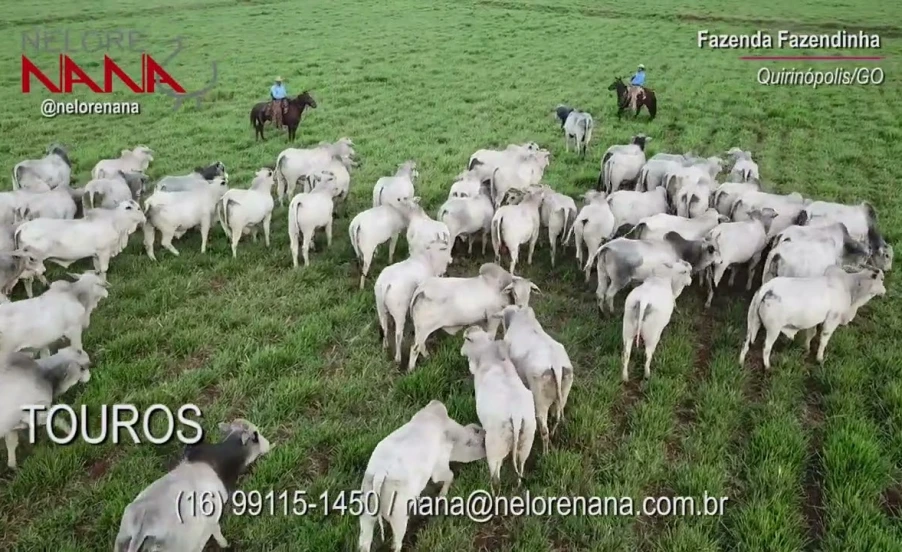 Nelore Nana | Vídeo Institucional